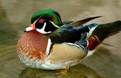 미국 원앙보고 너무 충격받아서 더 비교해보는 미국 원앙 vs 우리나라 원앙 | 인스티즈