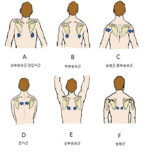 하견이나 좁은 어깨 분들에게 도움이 될까 해서... | 인스티즈