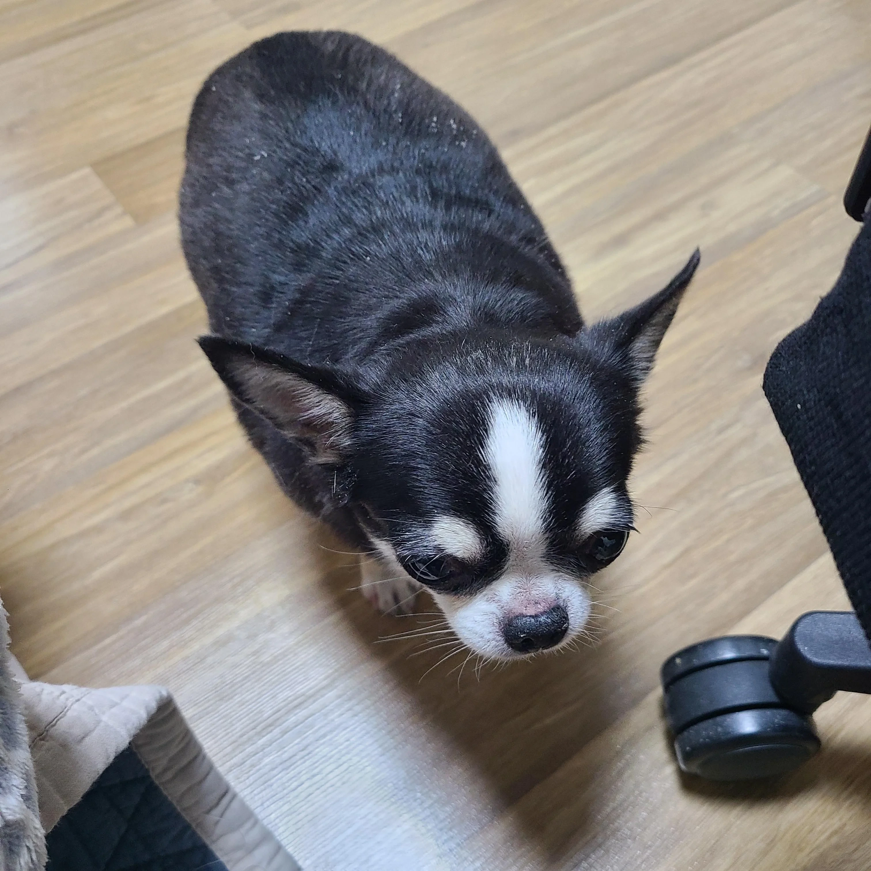 길잃은 뚱쭝 치와와 주인 찾아준 개드립인 | 인스티즈