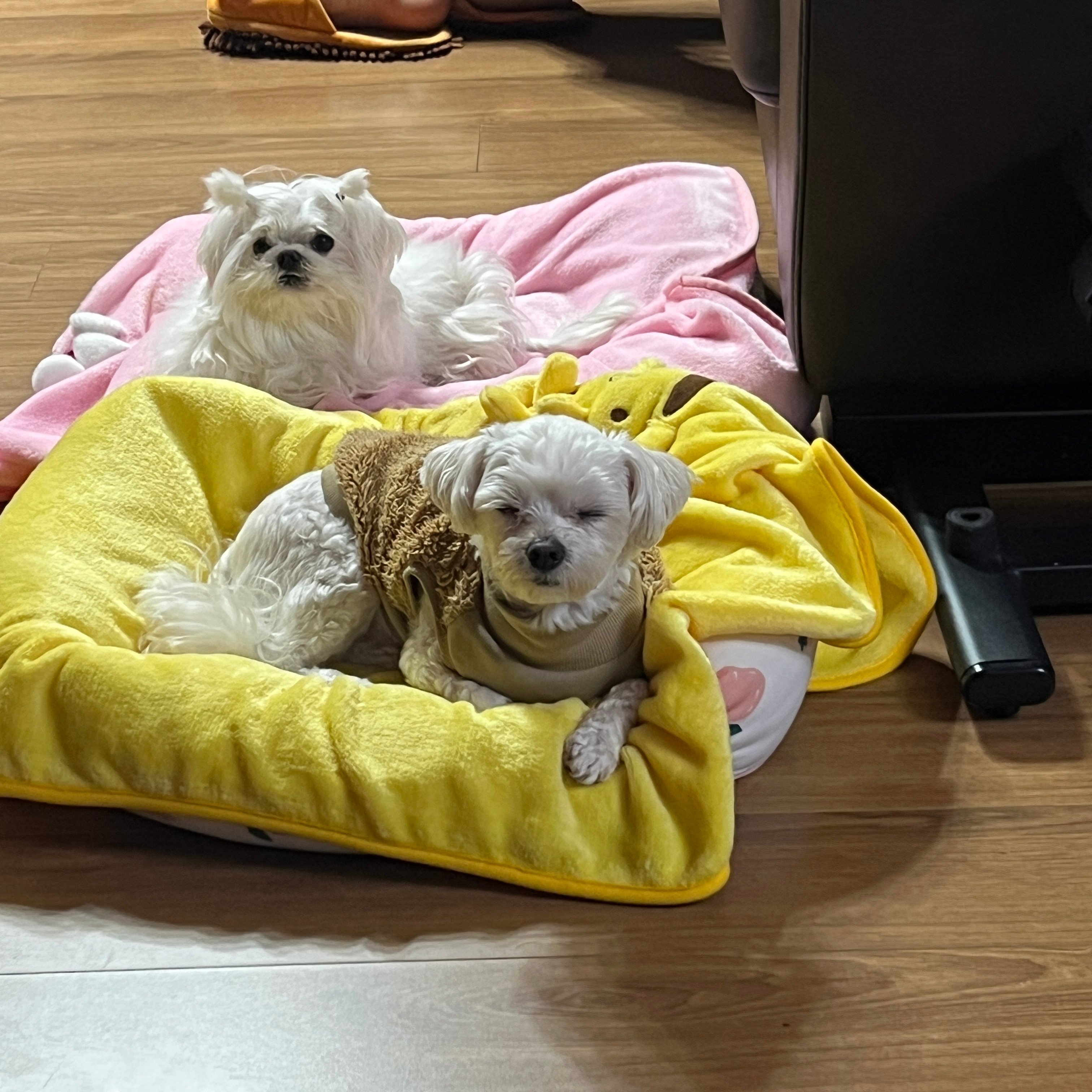 내동생 머리 잘묶음 | 인스티즈