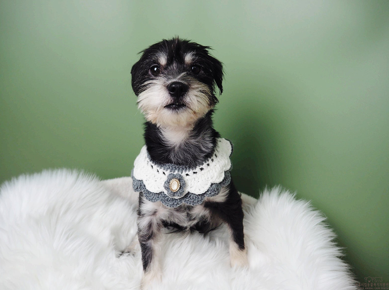 강아지 입양하고 가! 구경도 괜찮아! | 인스티즈