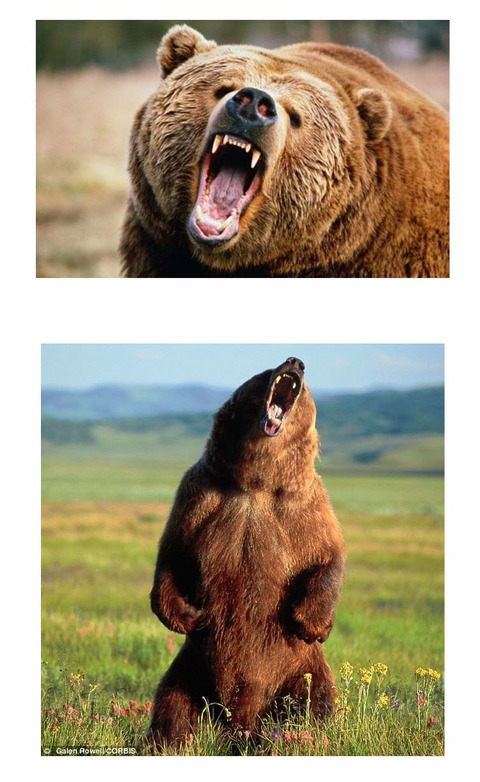 남자들이 곰보다 여우같은 여자를 좋아하는 이유 | 인스티즈