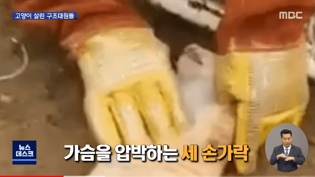 "힘내"...고양이 살린 세손가락 심폐소생술 | 인스티즈