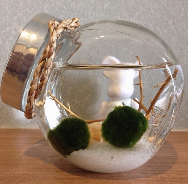 요즘 핫하다는 마리모, 잘 키우는 10가지 방법 | 인스티즈