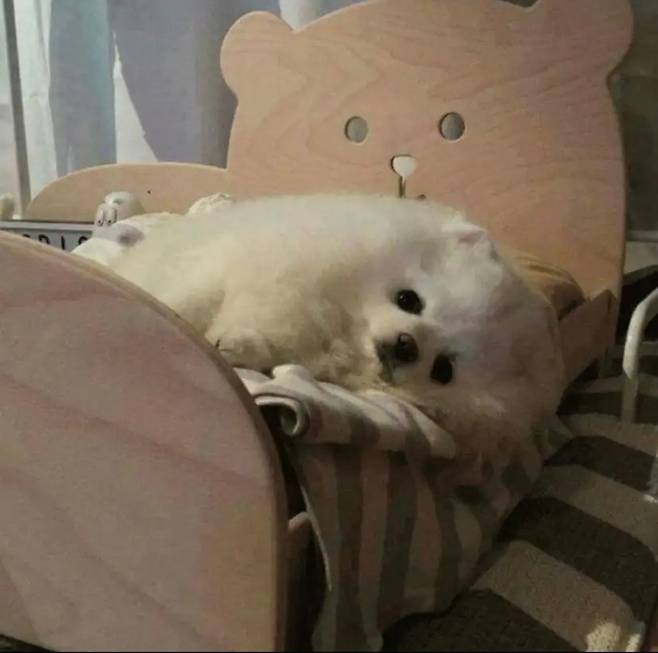 강아지에게 침대를 사줬더니 | 인스티즈
