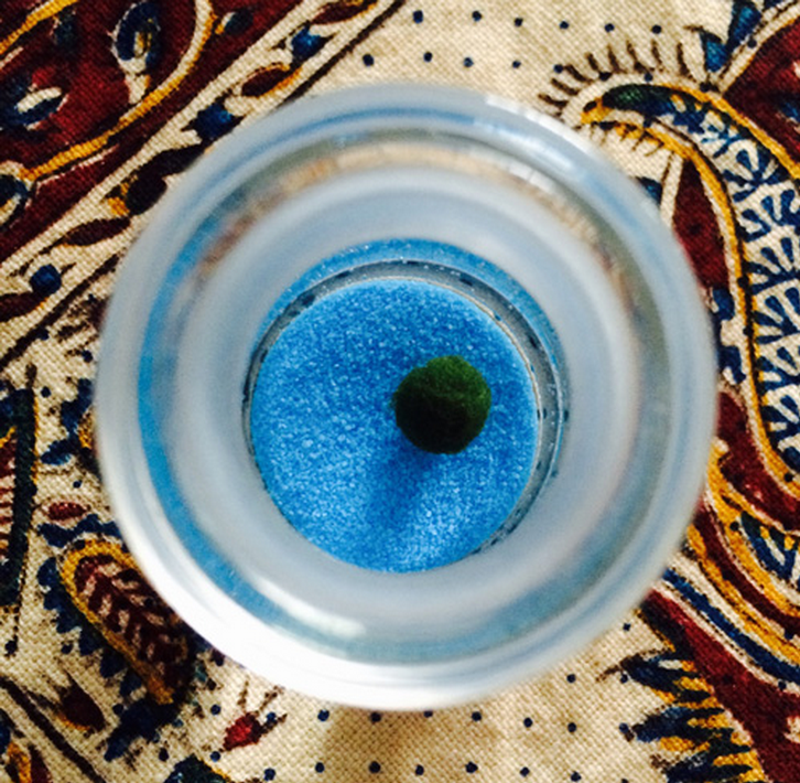 요즘 핫하다는 마리모, 잘 키우는 10가지 방법 | 인스티즈