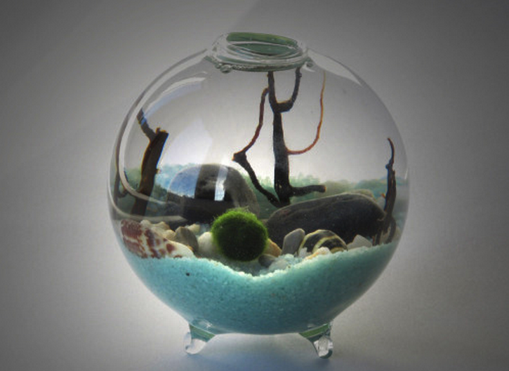 요즘 핫하다는 마리모, 잘 키우는 10가지 방법 | 인스티즈