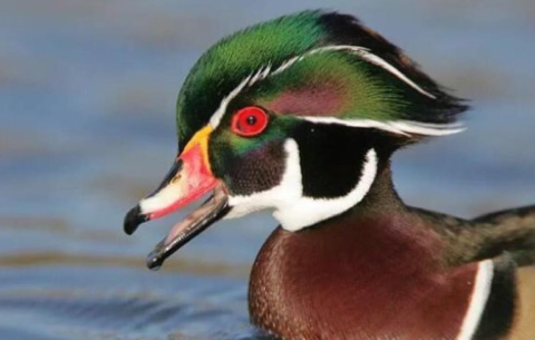 미국 원앙보고 너무 충격받아서 더 비교해보는 미국 원앙 vs 우리나라 원앙 | 인스티즈