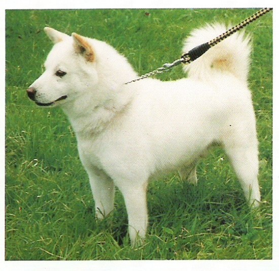 진돗개의 종류(백구,황구,흑구,재구,호구,네눈박이) | 인스티즈