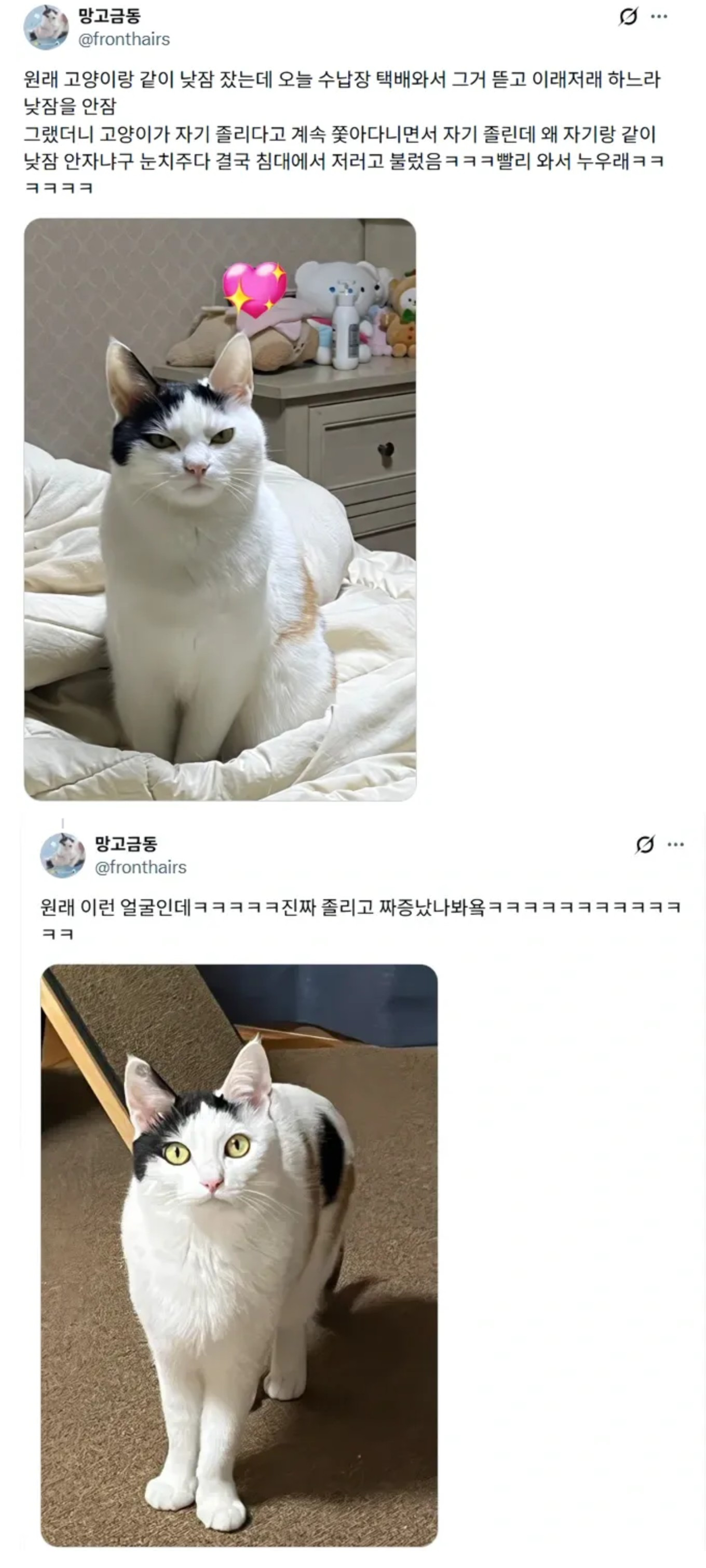 루틴 깨져서 화난 고양이 | 인스티즈