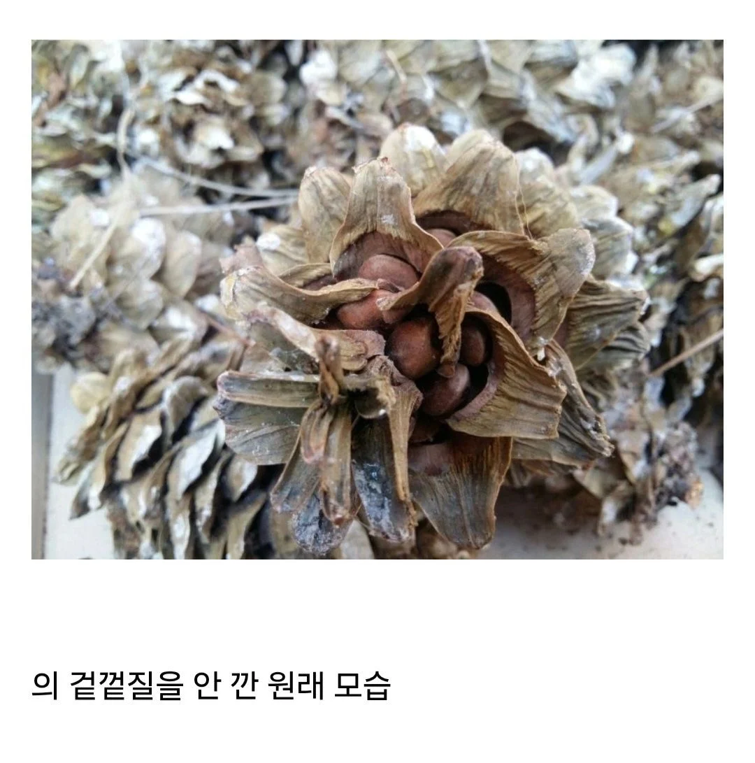 잣이 은근히 비싼 이유 | 인스티즈