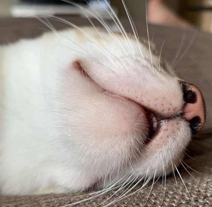고양이 신체 중 가장 하찮은 부위 | 인스티즈