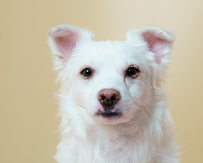 강아지 입양하고 가! 구경도 괜찮아! | 인스티즈