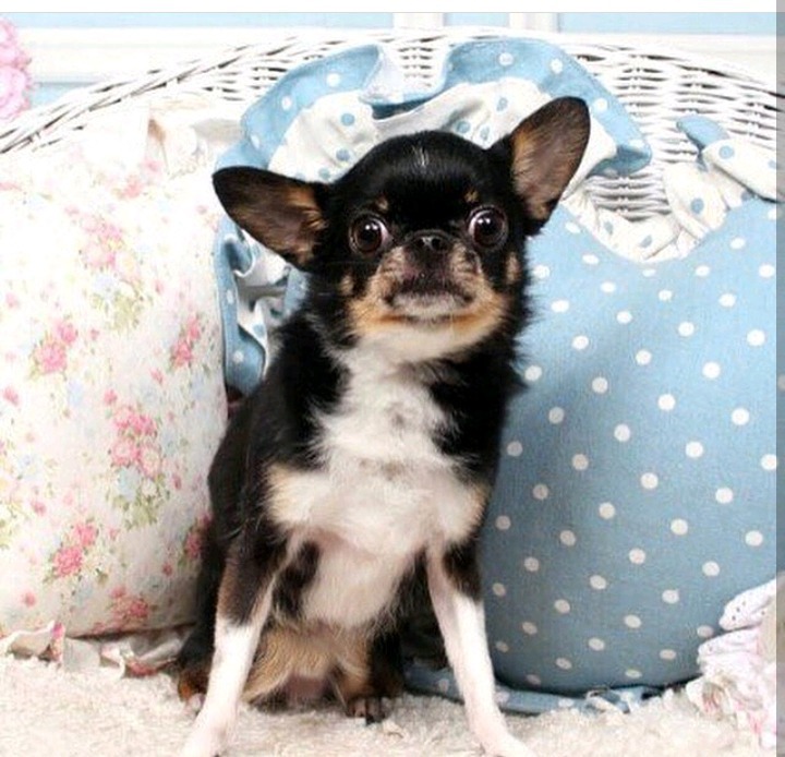 화장품 실험실에서 학대받던 강아지 데려와 키우는 랩퍼.jpg | 인스티즈