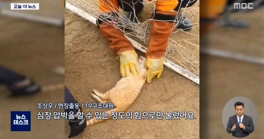 "힘내"...고양이 살린 세손가락 심폐소생술 | 인스티즈