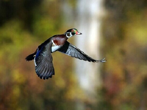 미국 원앙보고 너무 충격받아서 더 비교해보는 미국 원앙 vs 우리나라 원앙 | 인스티즈