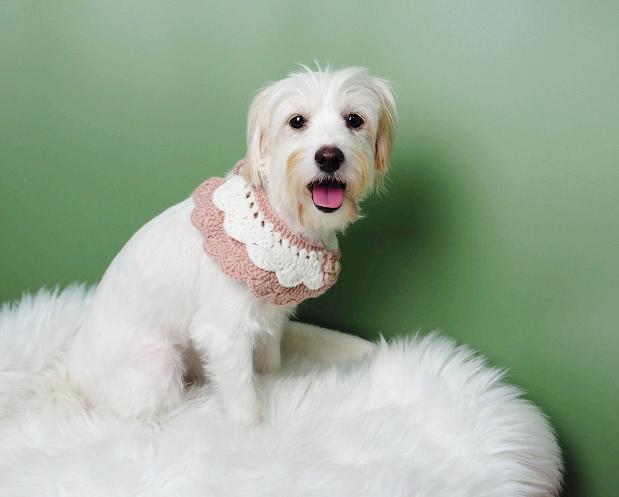 강아지 입양하고 가! 구경도 괜찮아! | 인스티즈