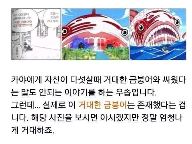 [원피스] 우솝의 거짓말은 전부 현실로.. | 인스티즈