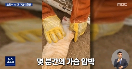 "힘내"...고양이 살린 세손가락 심폐소생술 | 인스티즈