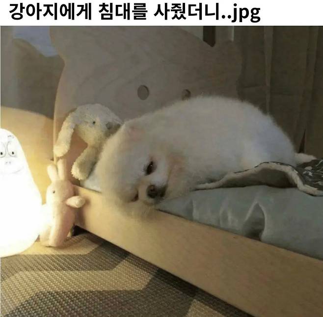 강아지에게 침대를 사줬더니 | 인스티즈