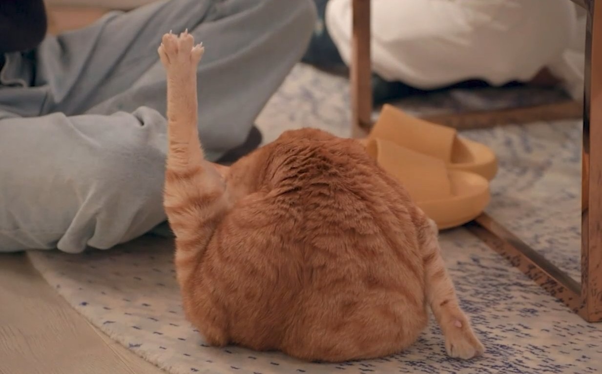 그루밍하는 김완선네 고양이 따라하는 이효리와 보아 | 인스티즈