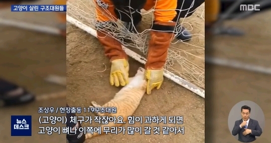 "힘내"...고양이 살린 세손가락 심폐소생술 | 인스티즈