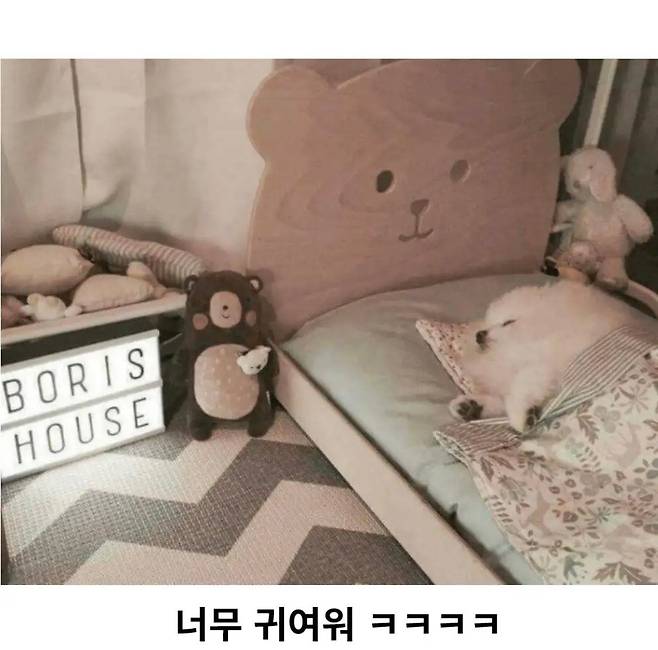 강아지에게 침대를 사줬더니 | 인스티즈