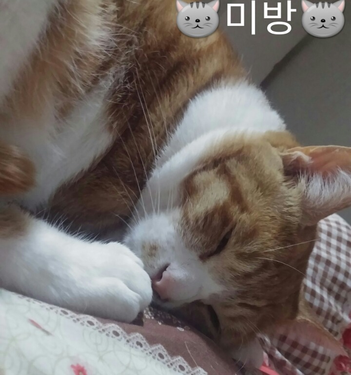 2000년대 잠깐 유행했었던 책가방 | 인스티즈