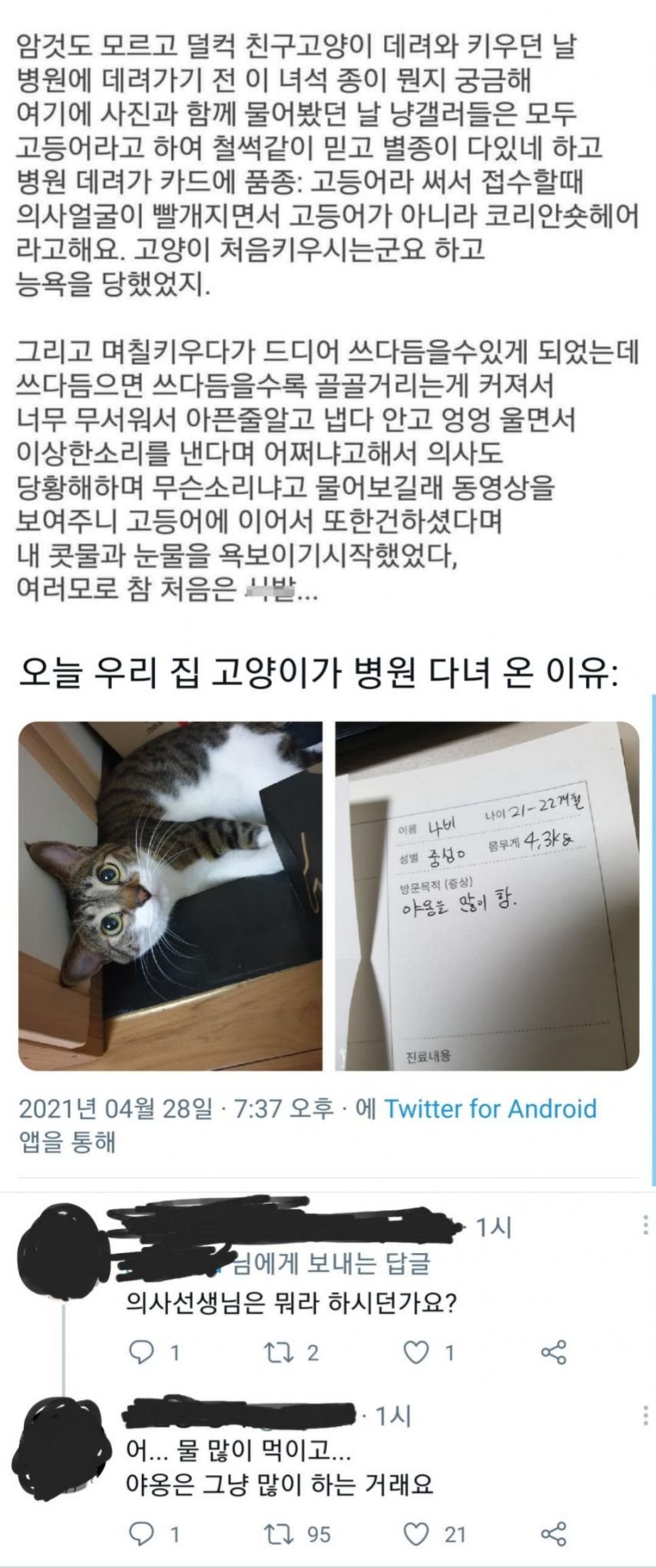 냥이가 많이 아픈가요ㅠㅠ | 인스티즈