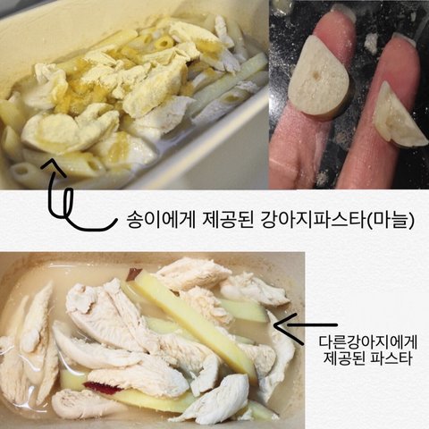 강아지파스타를 먹고 다음날 장애견 판정받았습니다 | 인스티즈