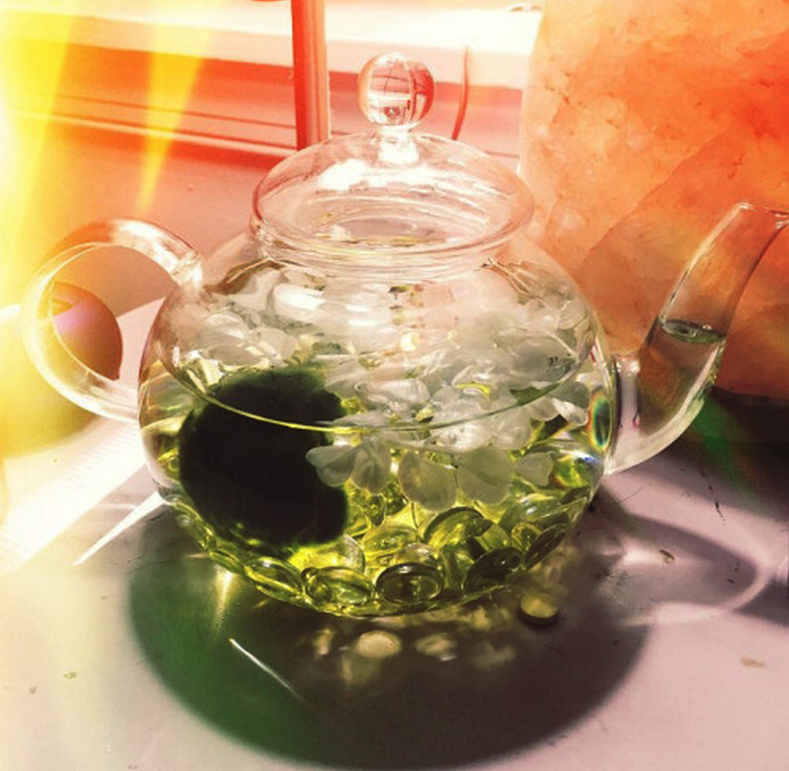 요즘 핫하다는 마리모, 잘 키우는 10가지 방법 | 인스티즈