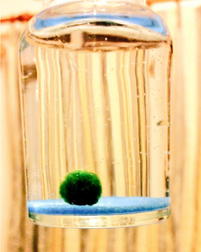 요즘 핫하다는 마리모, 잘 키우는 10가지 방법 | 인스티즈