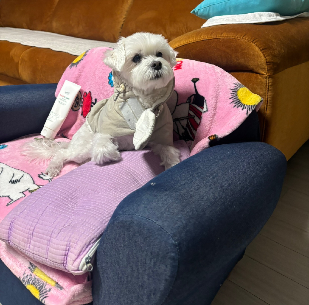 우리아빠 눈만 오면 강아지 데리고 나가자해서 미치겟음 | 인스티즈