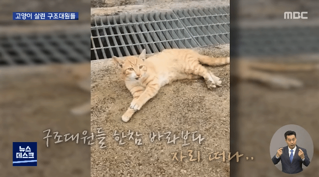 "힘내"...고양이 살린 세손가락 심폐소생술 | 인스티즈