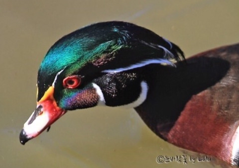 미국 원앙보고 너무 충격받아서 더 비교해보는 미국 원앙 vs 우리나라 원앙 | 인스티즈