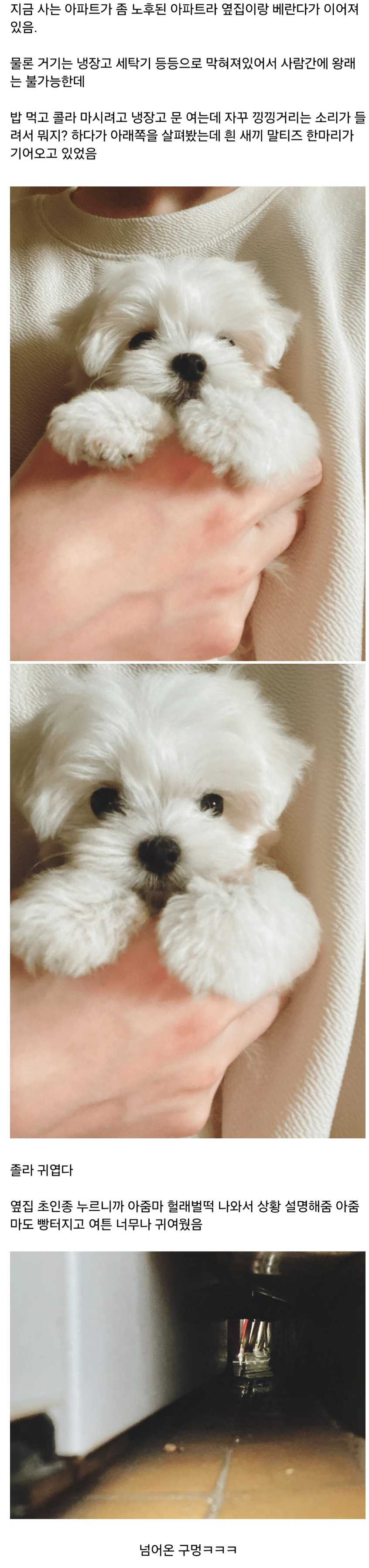 옆집 강아지가 베란다 통해 넘어왔다 | 인스티즈