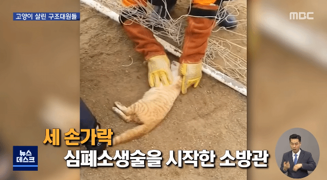 "힘내"...고양이 살린 세손가락 심폐소생술 | 인스티즈