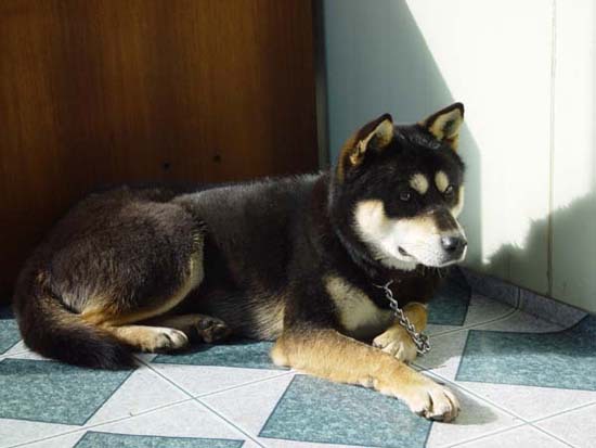 진돗개의 종류(백구,황구,흑구,재구,호구,네눈박이) | 인스티즈