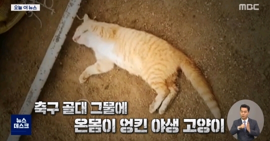 "힘내"...고양이 살린 세손가락 심폐소생술 | 인스티즈