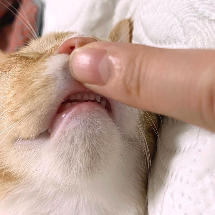 고양이 신체 중 가장 하찮은 부위 | 인스티즈