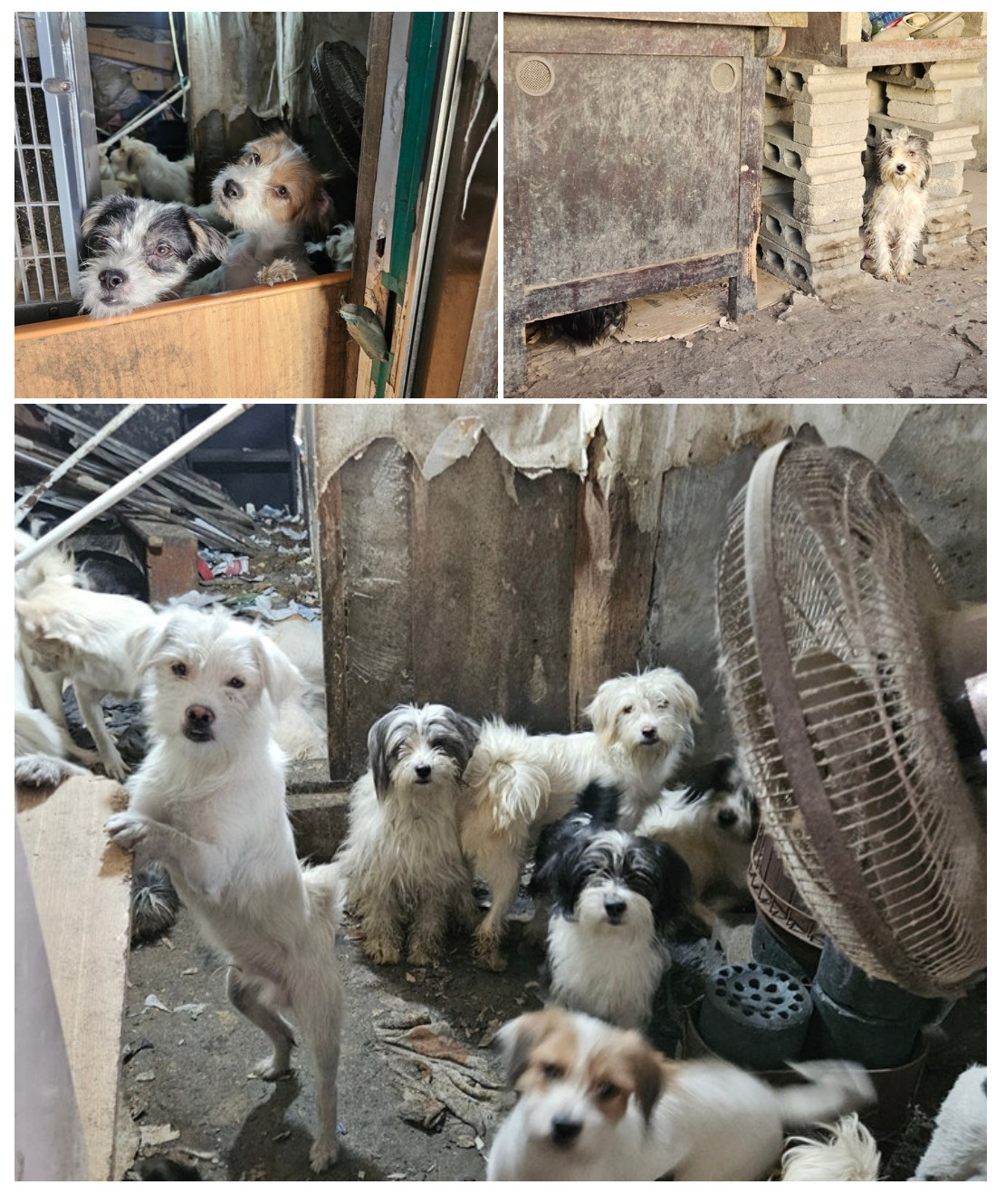 강아지 입양하고 가! 구경도 괜찮아! | 인스티즈