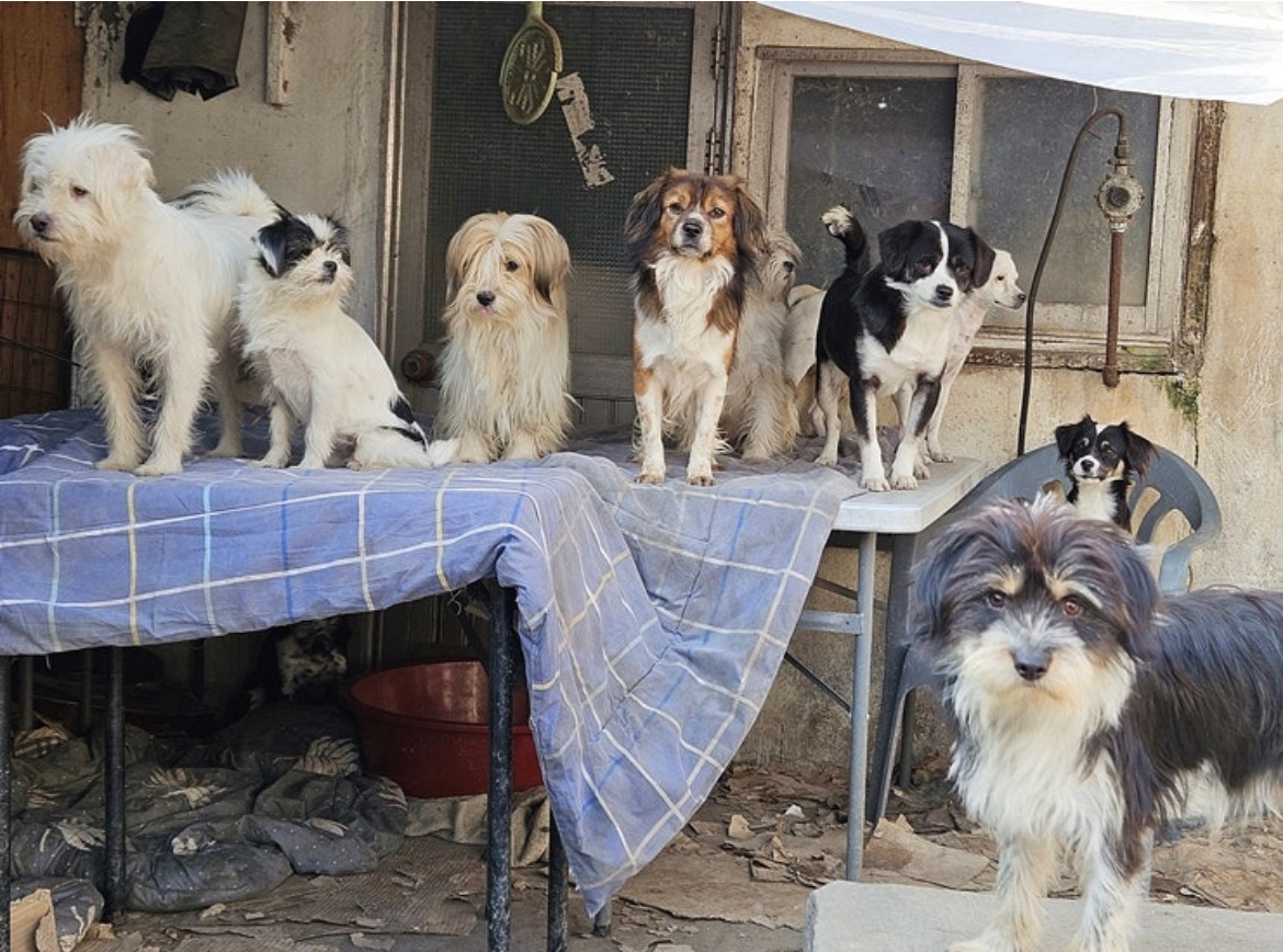 강아지 입양하고 가! 구경도 괜찮아! | 인스티즈
