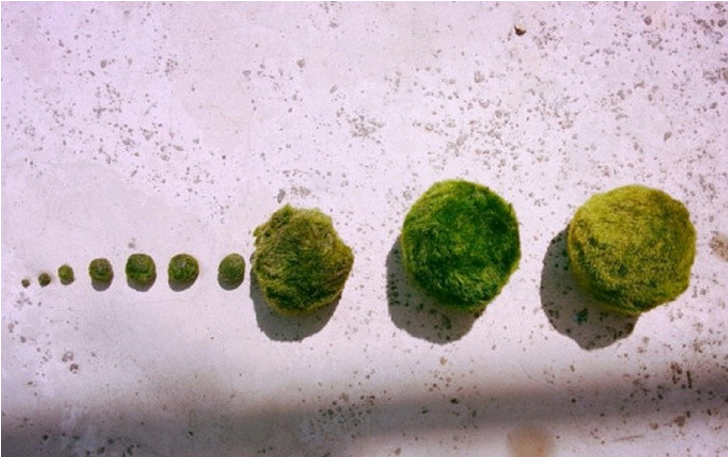 요즘 핫하다는 마리모, 잘 키우는 10가지 방법 | 인스티즈