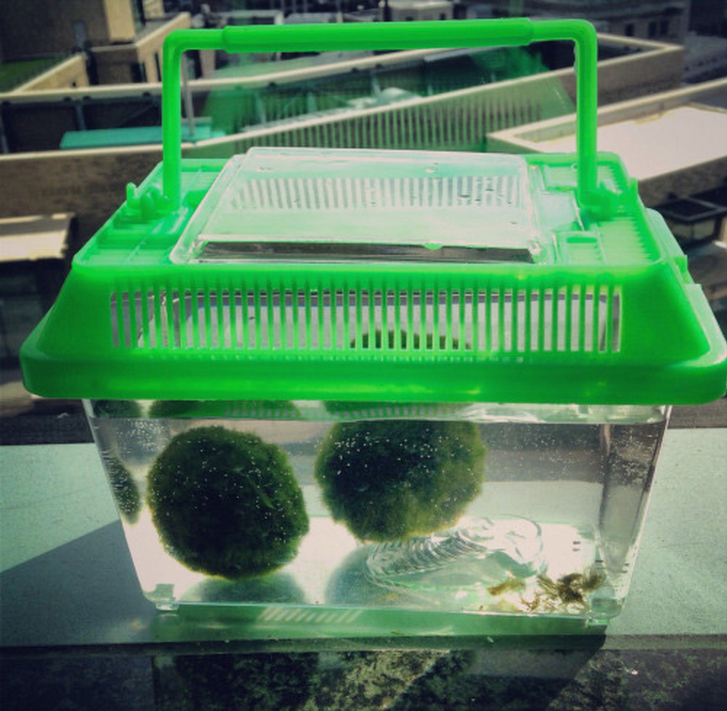 요즘 핫하다는 마리모, 잘 키우는 10가지 방법 | 인스티즈