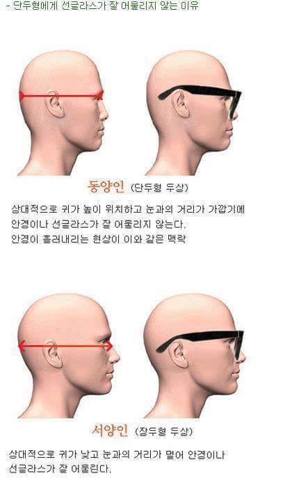 장두형vs단두형 | 인스티즈
