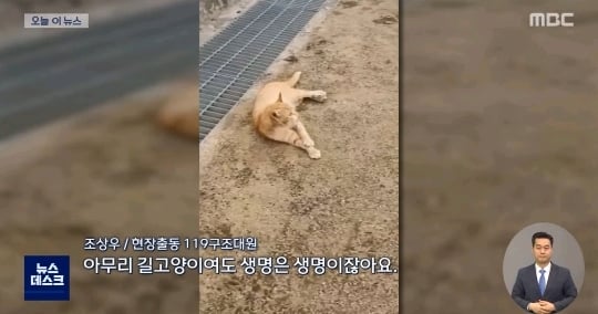 "힘내"...고양이 살린 세손가락 심폐소생술 | 인스티즈