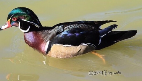 미국 원앙보고 너무 충격받아서 더 비교해보는 미국 원앙 vs 우리나라 원앙 | 인스티즈