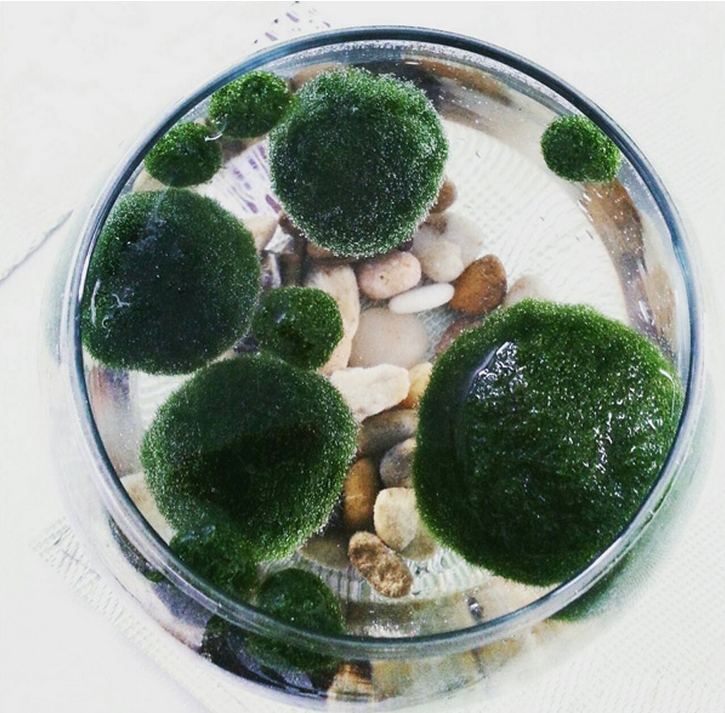 요즘 핫하다는 마리모, 잘 키우는 10가지 방법 | 인스티즈