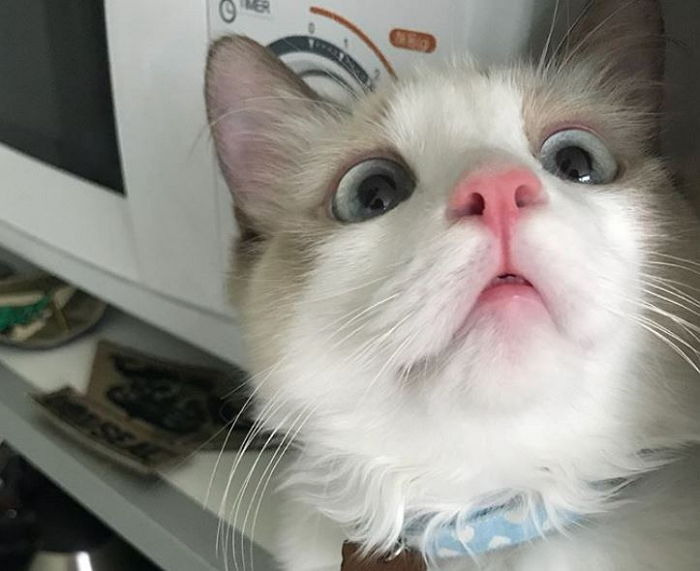 고양이 신체 중 가장 하찮은 부위 | 인스티즈