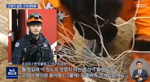 "힘내"...고양이 살린 세손가락 심폐소생술 | 인스티즈